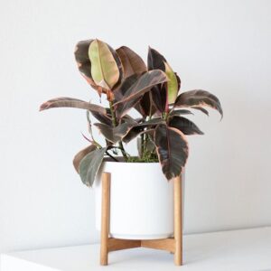Pink Rubber Plant
