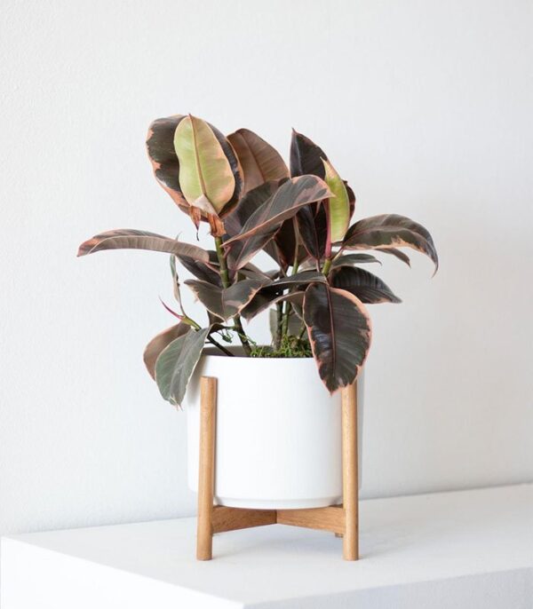 Pink Rubber Plant