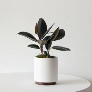 Rubber Plant