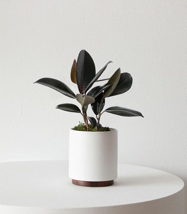 Rubber Plant