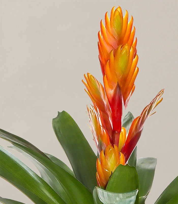 Bromeliad Vriesea - Image 2