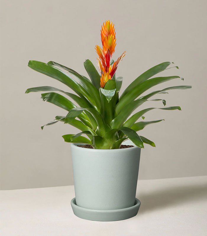 Bromeliad Vriesea - Image 3