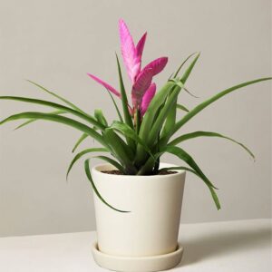 Bromeliad Antonio Pink