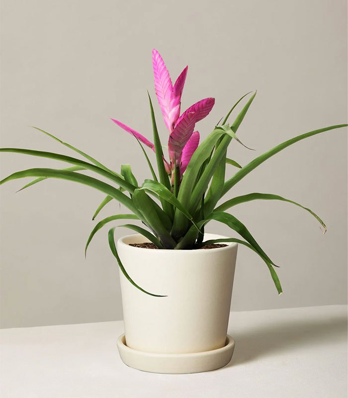 Bromeliad Antonio Pink