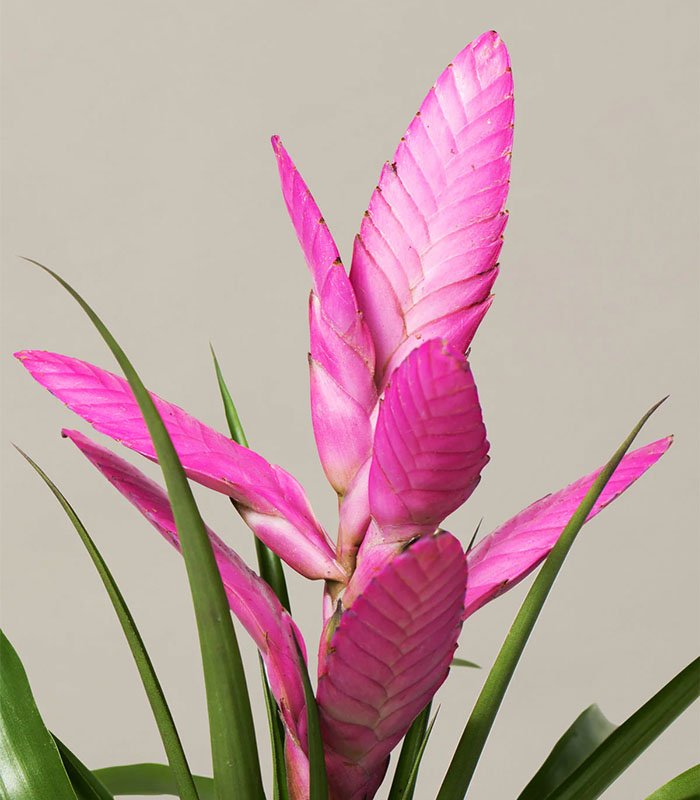Bromeliad Antonio Pink - Image 2