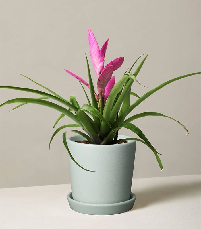 Bromeliad Antonio Pink - Image 3